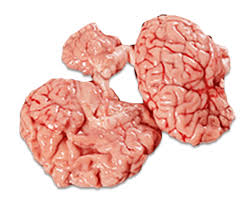 Beef Brain