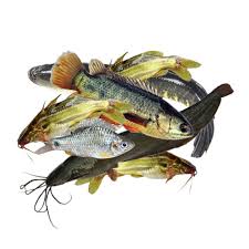 Haor Special Fish Pack